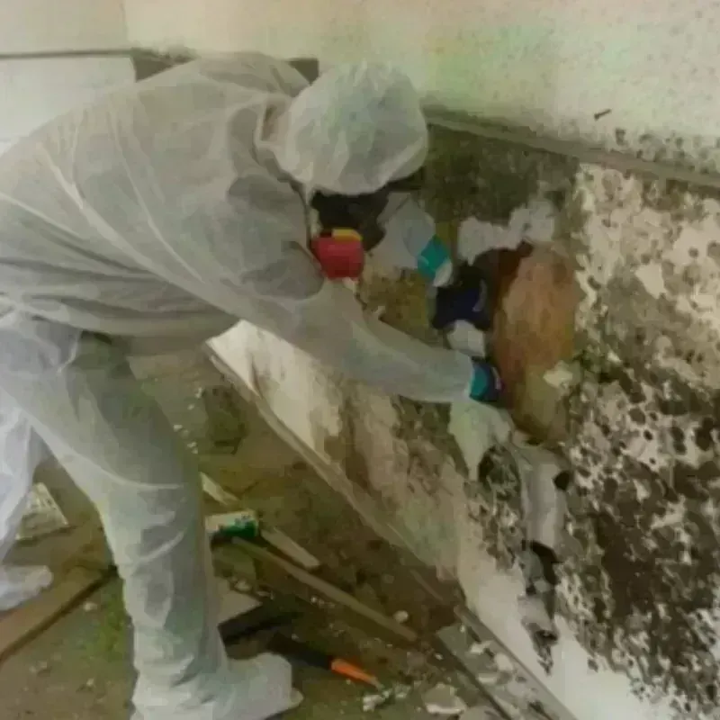 Mold Remediation and Removal in Norton, MA